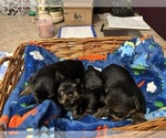 Small Photo #4 Yorkshire Terrier Puppy For Sale in BRIDGETON, NJ, USA