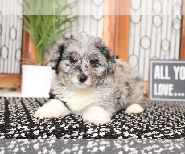 Medium Photo #3 Aussie-Poo Puppy For Sale in NAPLES, FL, USA