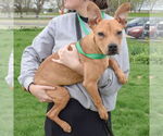 Small #3 American Staffordshire Terrier-Boxer Mix