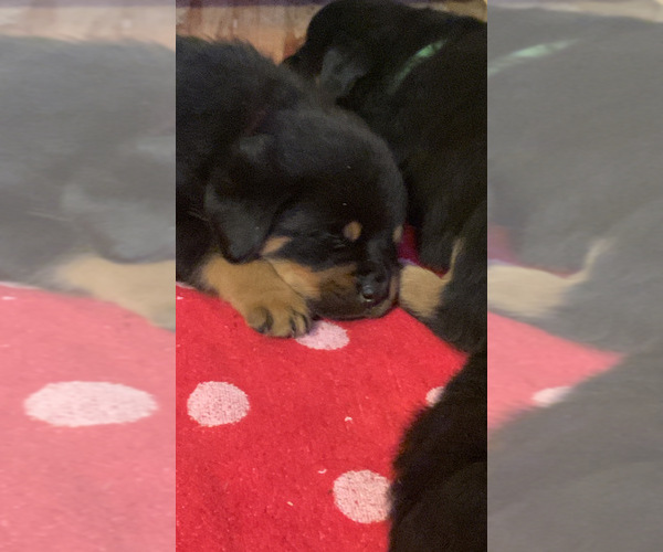 Full screen Photo #1 Rottweiler Puppy For Sale in FORT WORTH, TX, USA