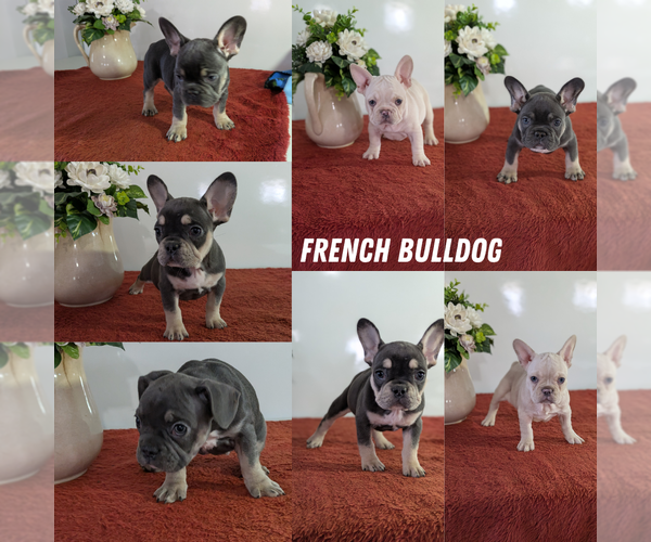 Medium Photo #1 French Bulldog Puppy For Sale in GOSHEN, IN, USA