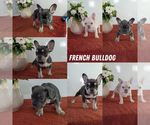 Small Photo #1 French Bulldog Puppy For Sale in GOSHEN, IN, USA