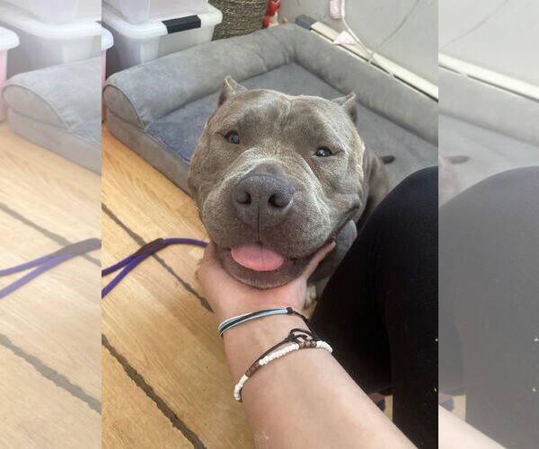 Medium Photo #5 American Pit Bull Terrier Puppy For Sale in Rockaway, NJ, USA