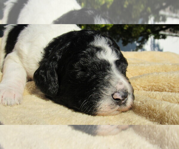 Medium Photo #5 Bernedoodle Puppy For Sale in BIG ROCK, IL, USA