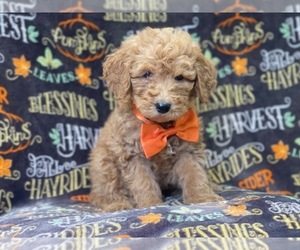 Goldendoodle Puppy for sale in LAKELAND, FL, USA