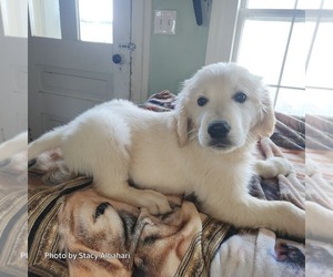 Golden Retriever Puppy for sale in BATH, NY, USA
