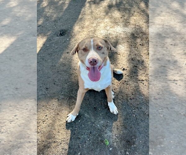 Medium Photo #4 Australian Shepherd-Catahoula Leopard Dog Mix Puppy For Sale in Brewster, NY, USA