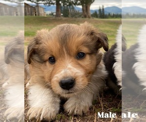 Australian Cattle Dog-Scotch Collie Mix Puppy for sale in PLAINS, MT, USA