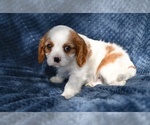 Small #6 Cavalier King Charles Spaniel