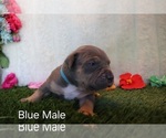 Puppy Puppy 8 Blue American Bully