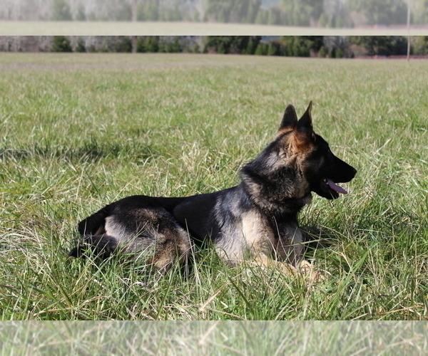 Medium Photo #3 German Shepherd Dog Puppy For Sale in OAKLAND, OR, USA