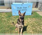 Small #1 German Shepherd Dog Mix
