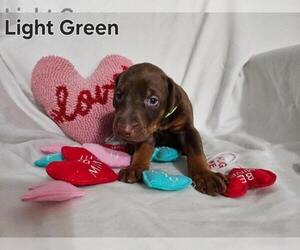 Doberman Pinscher Puppy for sale in CLINTON, OH, USA