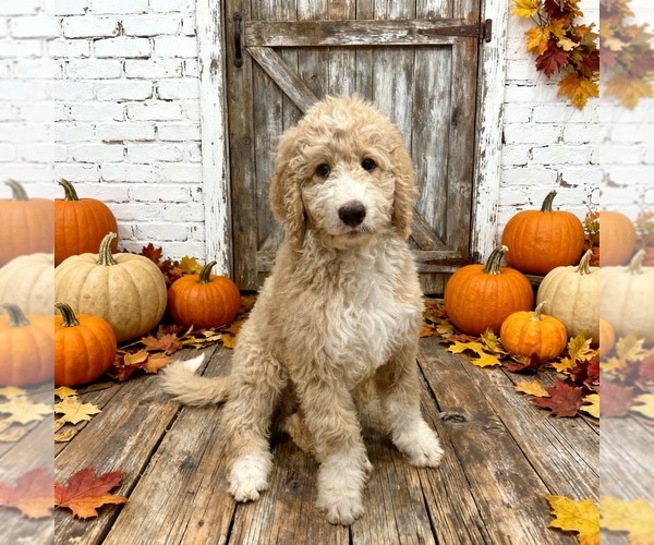 Medium Photo #1 Bernedoodle Puppy For Sale in MENIFEE, CA, USA