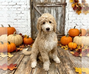 Bernedoodle Puppy for sale in MENIFEE, CA, USA