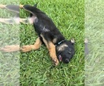 Small #4 German Shepherd Dog