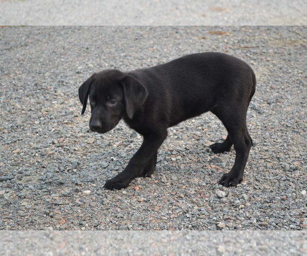 Medium Photo #38 Labrador Retriever Puppy For Sale in GREENWOOD, WI, USA