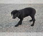 Small #1 Labrador Retriever