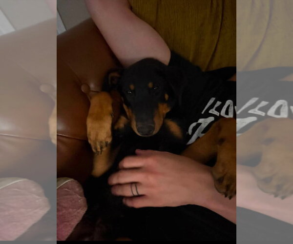 Medium Photo #11 Doberman Pinscher Puppy For Sale in Buffalo, MN, USA
