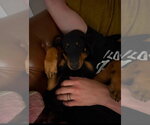 Small Photo #11 Doberman Pinscher Puppy For Sale in Buffalo, MN, USA