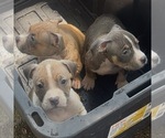 Small American Bully