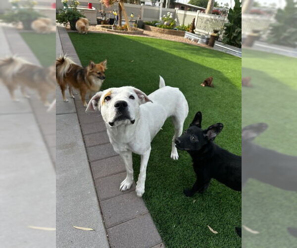 Medium Photo #4 American Pit Bull Terrier-German Shepherd Dog Mix Puppy For Sale in Chandler, AZ, USA