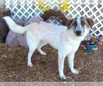 Small Photo #1 Anatolian Shepherd-Unknown Mix Puppy For Sale in Oklahoma City, OK, USA