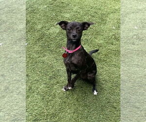 Chiweenie Dogs for adoption in Tempe , AZ, USA