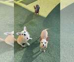 Small #4 Chihuahua Mix