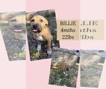 Small #1 Mutt