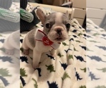 Small Photo #4 French Bulldog Puppy For Sale in VICTORVILLE, CA, USA