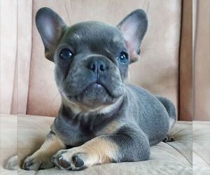 French Bulldog Puppy for sale in GORDONVILLE, PA, USA