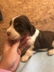 Small Photo #4 English Springer Spaniel Puppy For Sale in MANNING, SC, USA