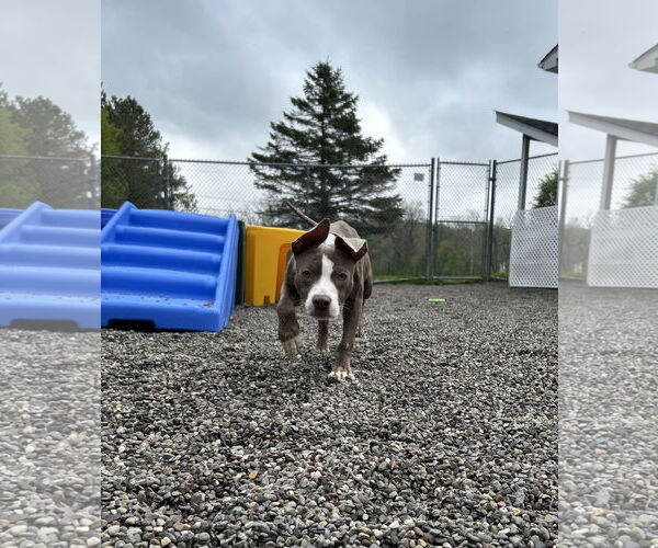 Medium Photo #3 American Pit Bull Terrier-Unknown Mix Puppy For Sale in Attica, NY, USA