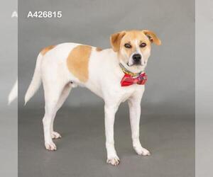 Mutt Dogs for adoption in Conroe, TX, USA