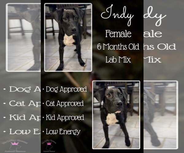 Medium Photo #2 Labrador Retriever-Unknown Mix Puppy For Sale in Jacksonville, NC, USA