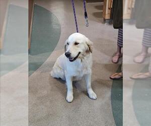 Golden Retriever Dogs for adoption in Upland, CA, USA