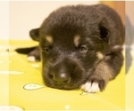 Small Photo #4 German Shepherd Dog Puppy For Sale in FAIR GROVE, MO, USA
