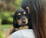 Puppy White Dachshund