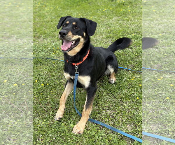 Medium Photo #7 Rottweiler Puppy For Sale in Virginia Beach, VA, USA