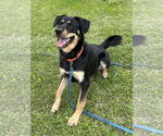 Small #6 Rottweiler