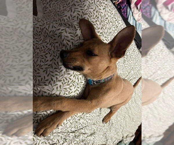 Medium Photo #12 Retriever -Unknown Mix Puppy For Sale in Minneapolis, MN, USA