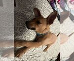Small #11 Retriever  Mix