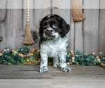 Small Photo #15 Cocker Spaniel Puppy For Sale in BALTIC, OH, USA