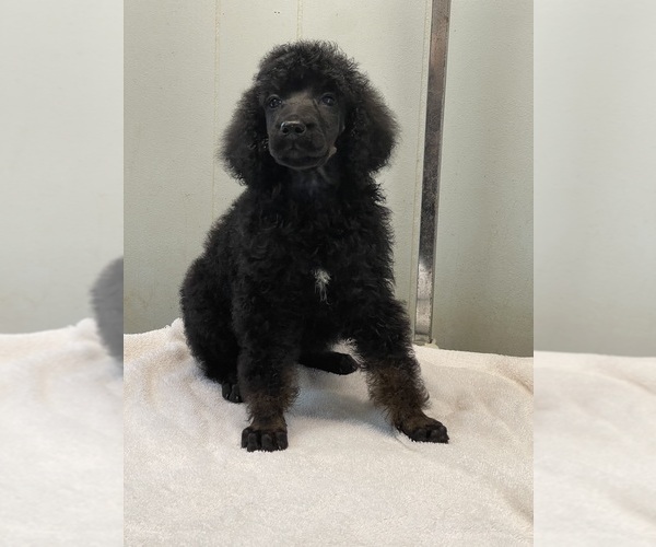 Medium Photo #3 Poodle (Standard) Puppy For Sale in BURNSVILLE, NC, USA
