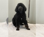 Small Photo #3 Poodle (Standard) Puppy For Sale in BURNSVILLE, NC, USA