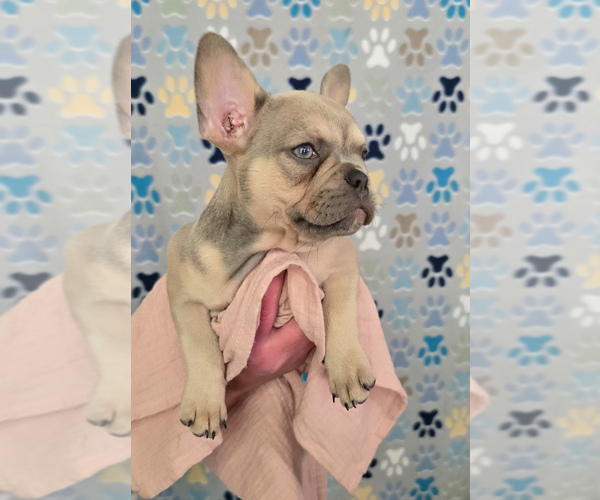 Medium Photo #2 French Bulldog Puppy For Sale in SPRING, TX, USA