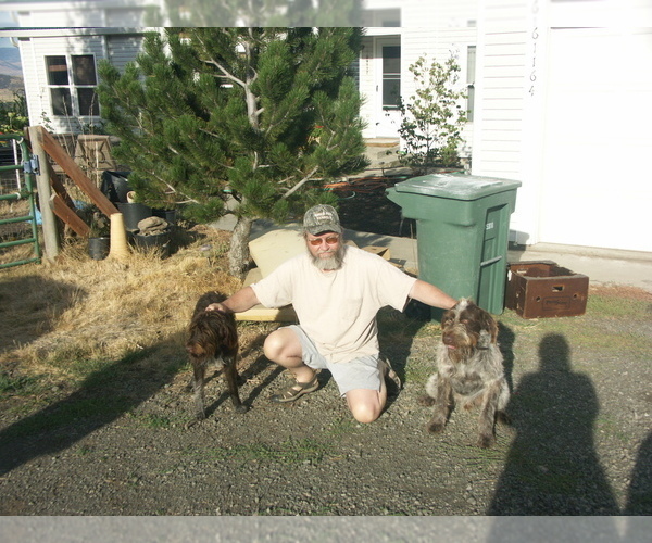 Medium Photo #1 German Wirehaired Pointer Puppy For Sale in PACIFIC BEACH, WA, USA