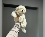 Small #4 Poodle (Toy)