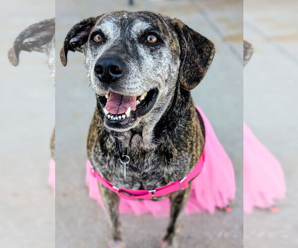 Medium Photo #4 Catahoula Leopard Dog-Unknown Mix Puppy For Sale in Rootstown, OH, USA